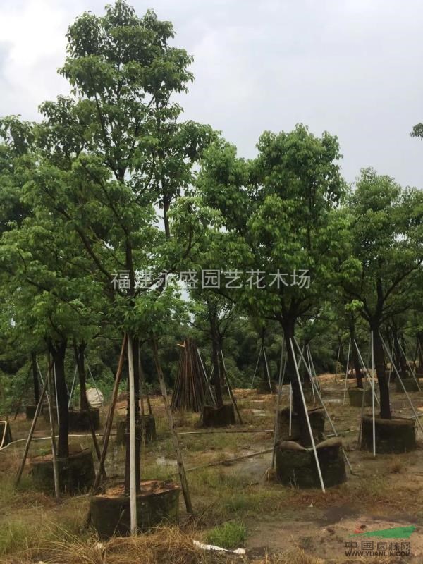 四川太陽花基地批發(fā) 太陽花育苗基地