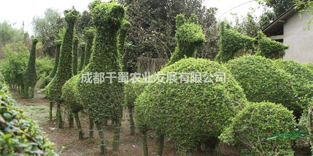 卡通動物植物造型、小葉女貞植物造型有哪些、小葉女貞動物價格