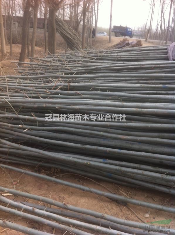 全國毛白楊培育基地冠縣：提供最優(yōu)質(zhì)的毛白楊種苗及工程苗