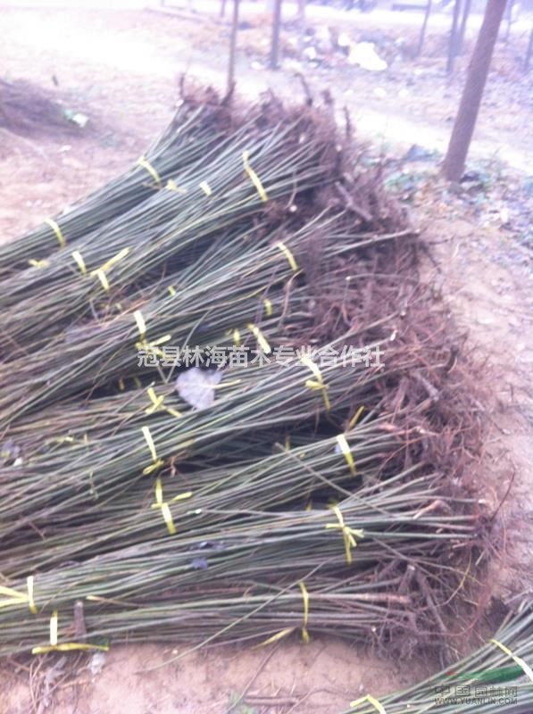 全國毛白楊培育基地冠縣：提供最優(yōu)質(zhì)的毛白楊種苗及工程苗