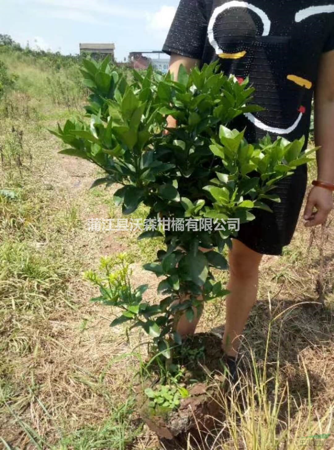 供應(yīng)蒲江沃柑脫毒嫁接苗，沃柑苗 ，兩年生沃柑苗
