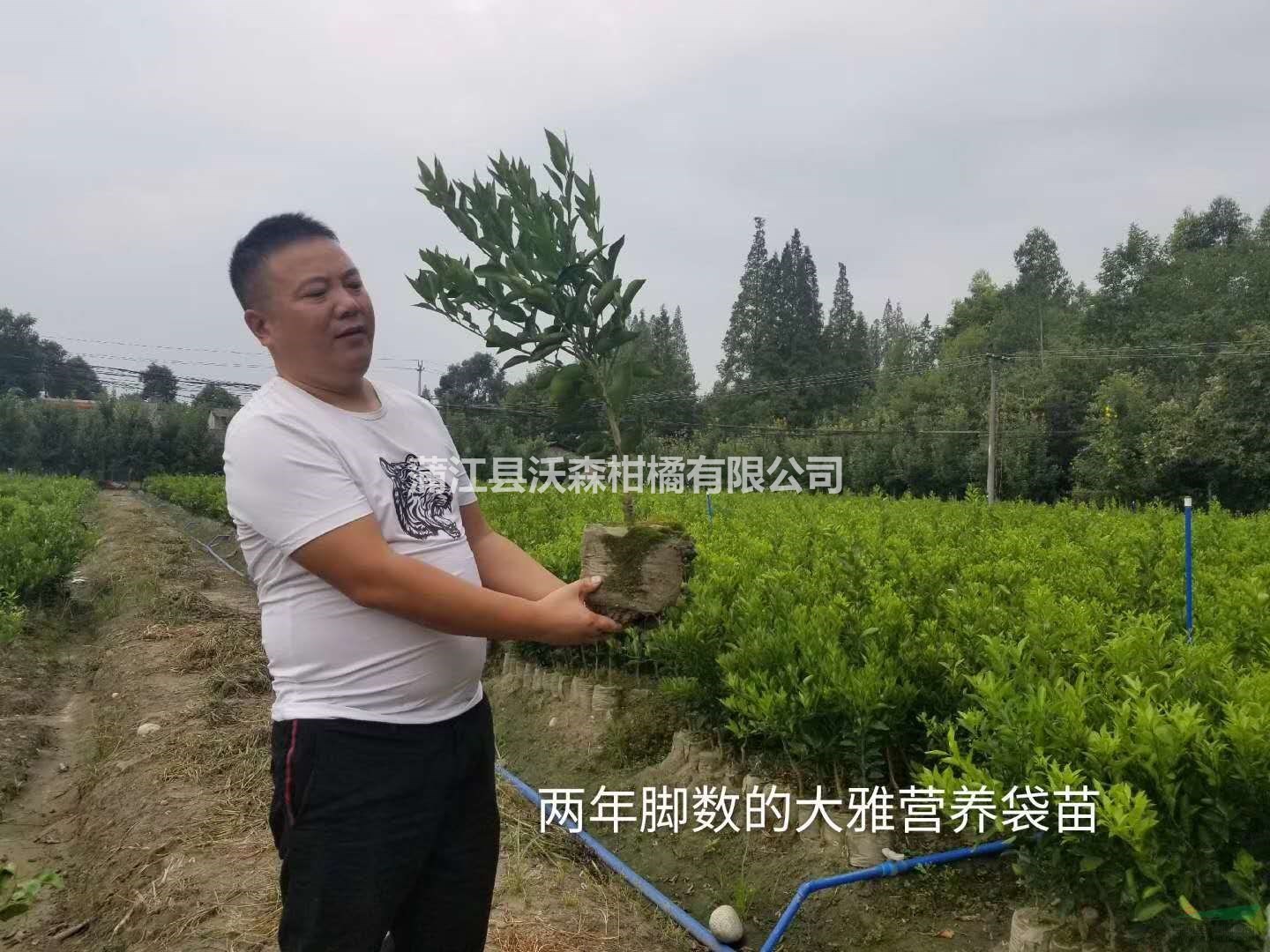 批發(fā)春見耙耙柑假植苗 春見苗兩年生壯苗大苗