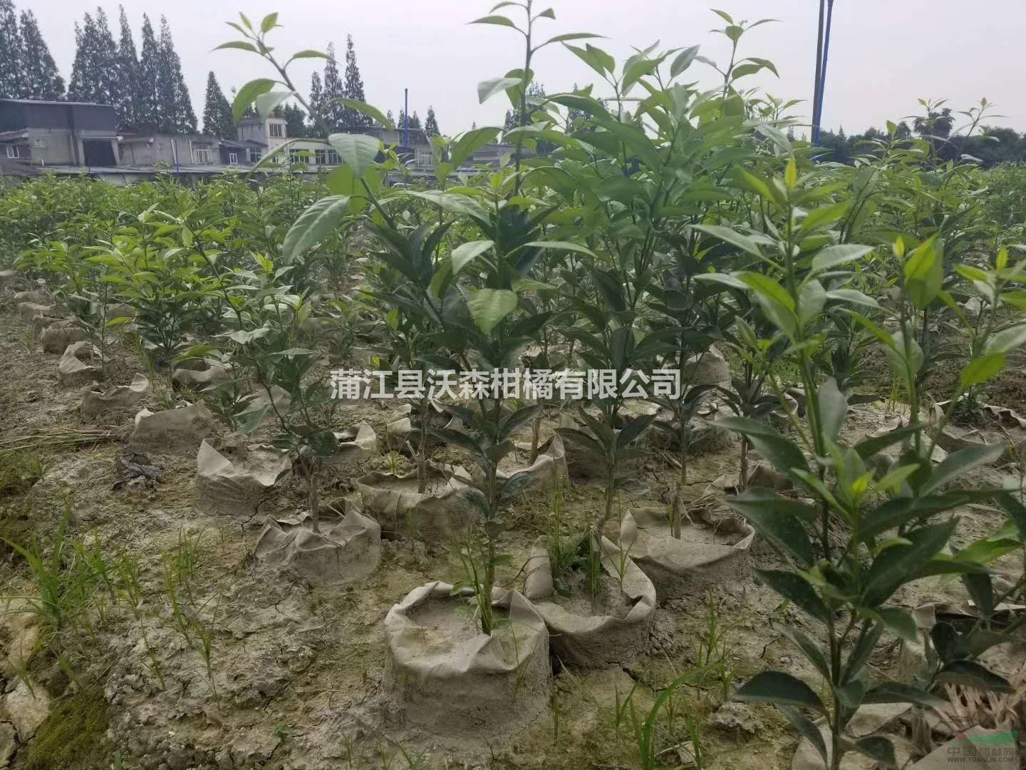 大量批發(fā)大雅柑一號苗 兩年生大雅柑1號袋苗假植苗