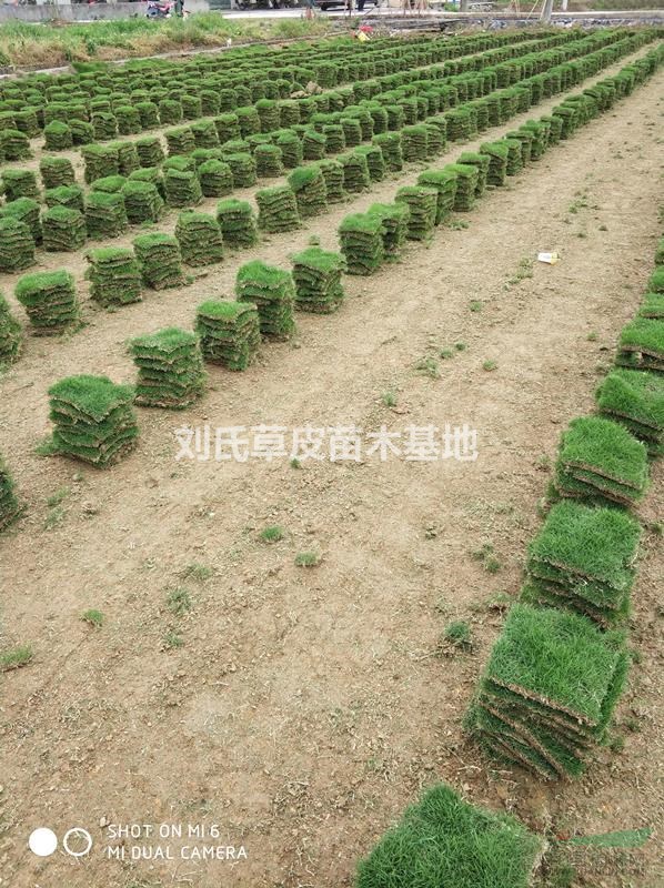 草草坪養(yǎng)于室內(nèi)要注意什么？