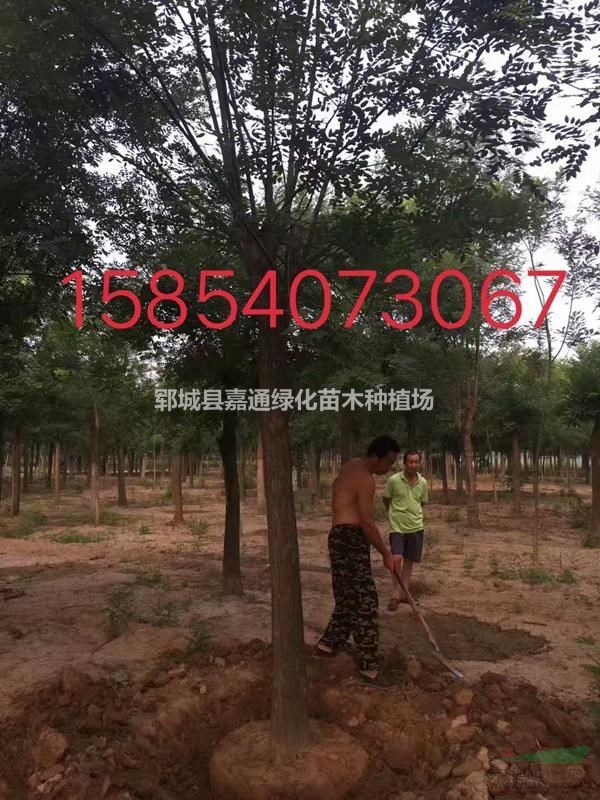 國(guó)槐基地大量供應(yīng)  品質(zhì)優(yōu)良  規(guī)格齊全  歡迎搶購(gòu)