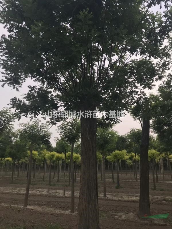 國槐價(jià)格20公分國槐價(jià)格