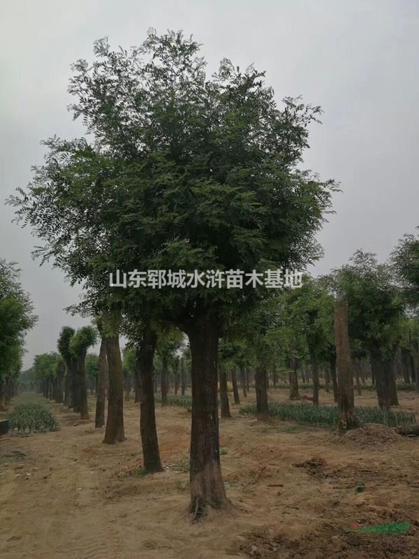 皂角價(jià)格報(bào)價(jià)哪里有賣(mài)30公分皂角的30公分皂角價(jià)格