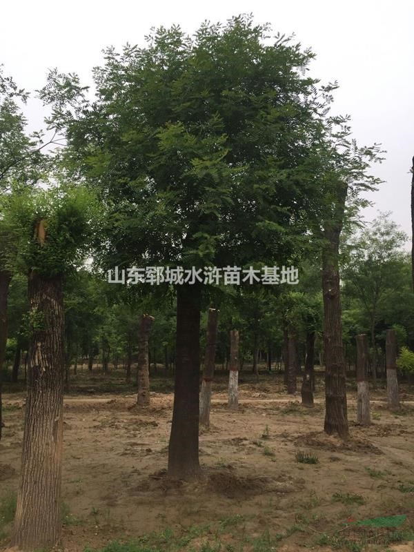 皂角價(jià)格報(bào)價(jià)哪里有賣(mài)30公分皂角的30公分皂角價(jià)格