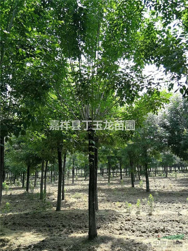 山東哪里有12公分15公分的原生白蠟