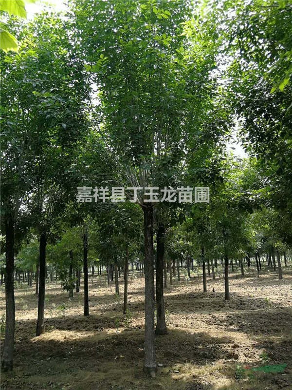 山東哪里有12公分15公分的原生白蠟