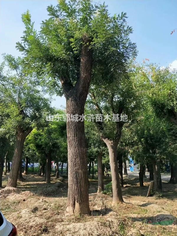 60公分國(guó)槐價(jià)格國(guó)槐基地出售60公分大國(guó)槐