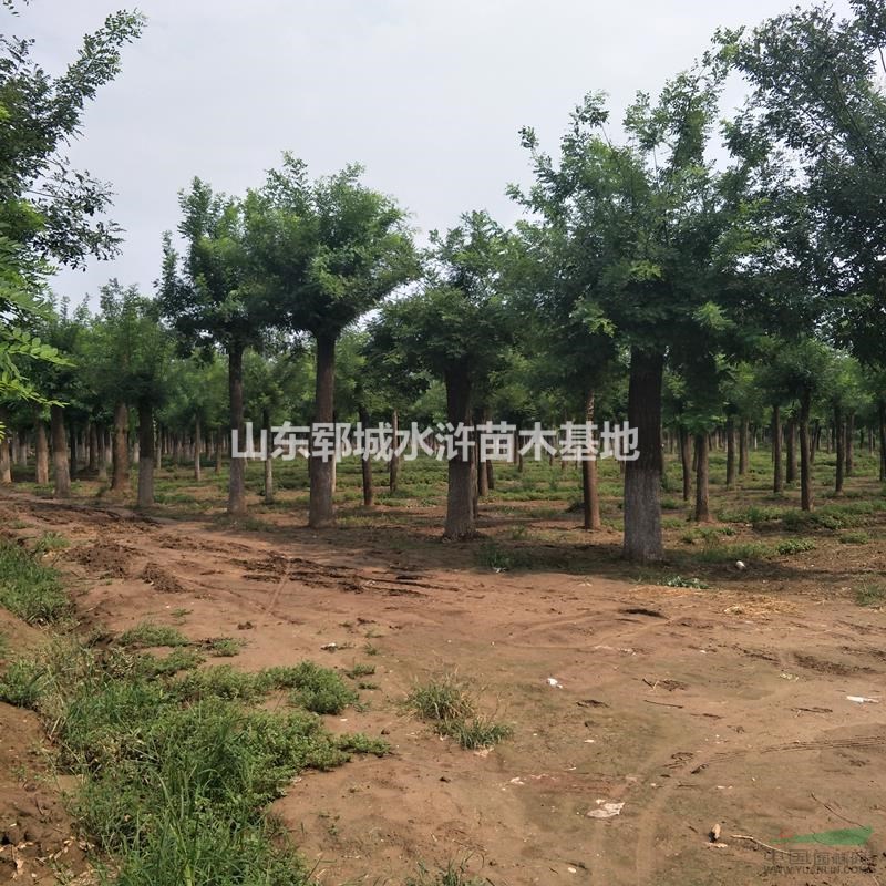 大型國(guó)槐基地出售40公分國(guó)槐