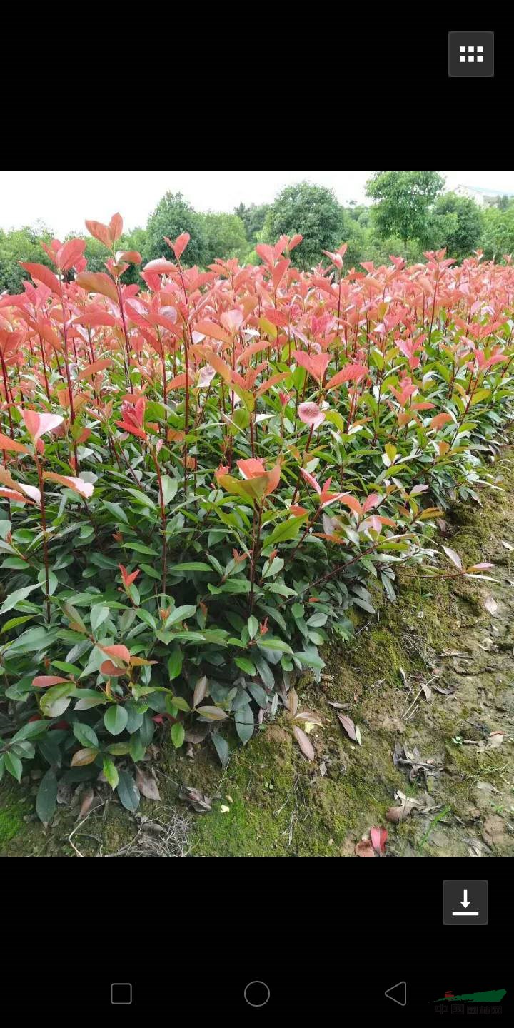 紅繼木，大葉桅子，杜鵑，金森女貞