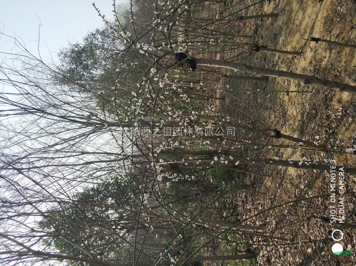 2一15公分垂梅榆葉梅美人梅紅梅