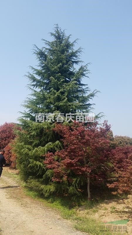 1米雪松小苗價(jià)格 2米高雪松樹多少錢一棵 3米高雪松樹苗價(jià)格