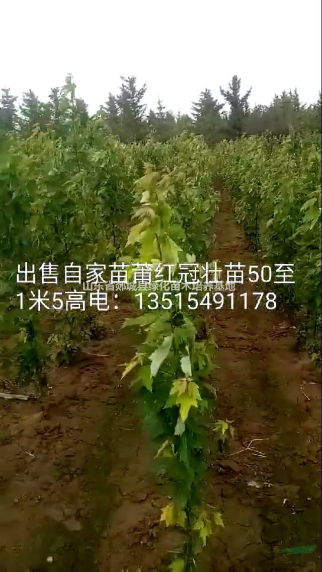 大量供应美国红冠红枫