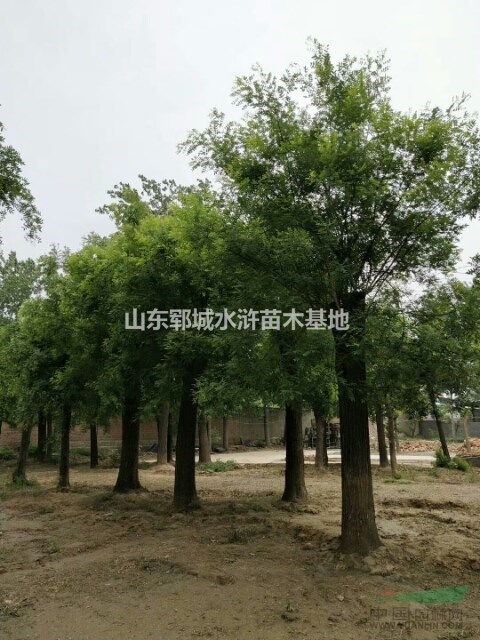 國槐價(jià)格報(bào)價(jià)20公分一年帽國槐報(bào)價(jià)