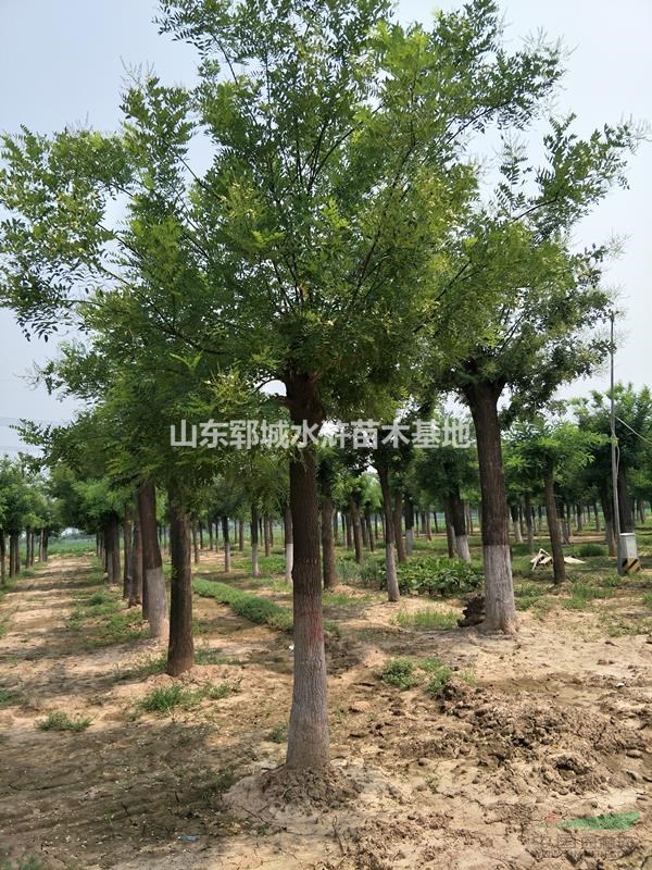 國槐價(jià)格報(bào)價(jià)20公分一年帽國槐報(bào)價(jià)
