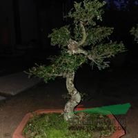 羅漢松