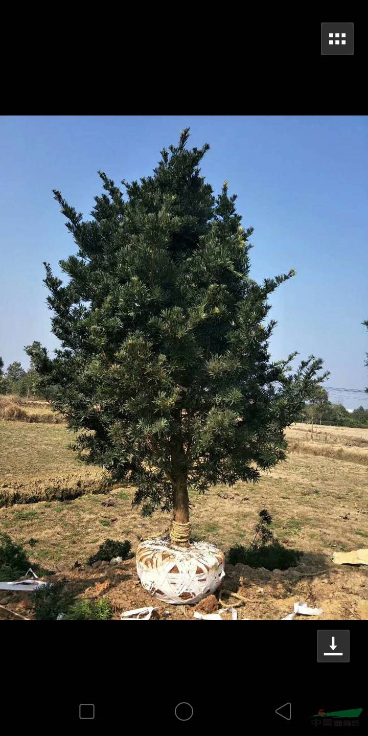 羅漢松