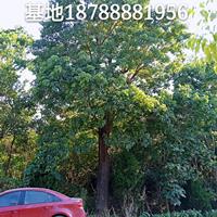 安徽重陽木-肥西重陽木基地-肥西大規格30-60cm移植出售