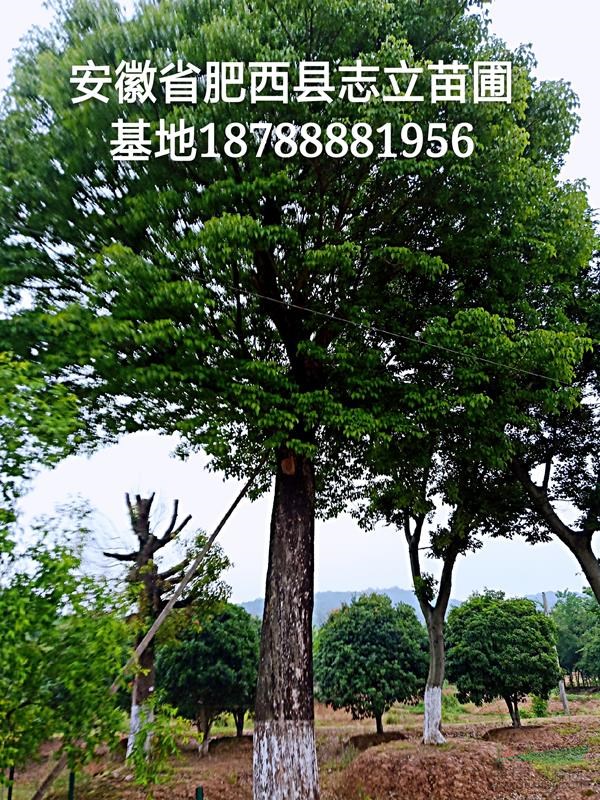 安徽重阳木-肥西重阳木基地-肥西大规格30-60cm移植出售
