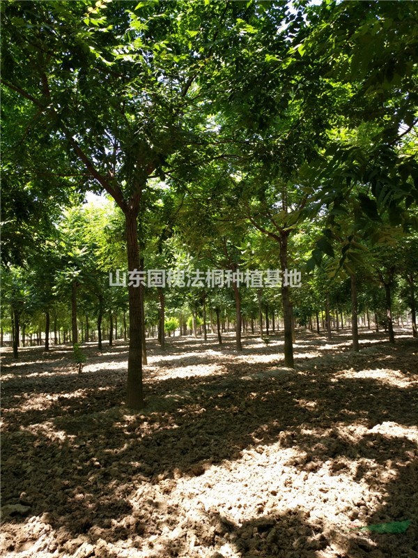 專業(yè)種植60公分皂角樹