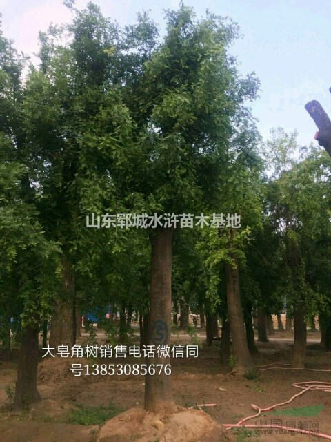 山東25公分兩年帽皂角價(jià)格多少