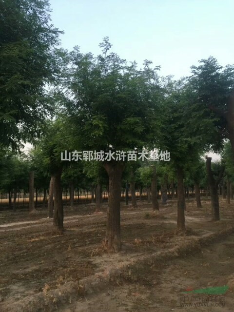 山東25公分兩年帽皂角價(jià)格多少