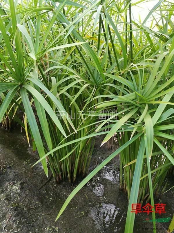 各种水生植物  优质旱伞草  风车草