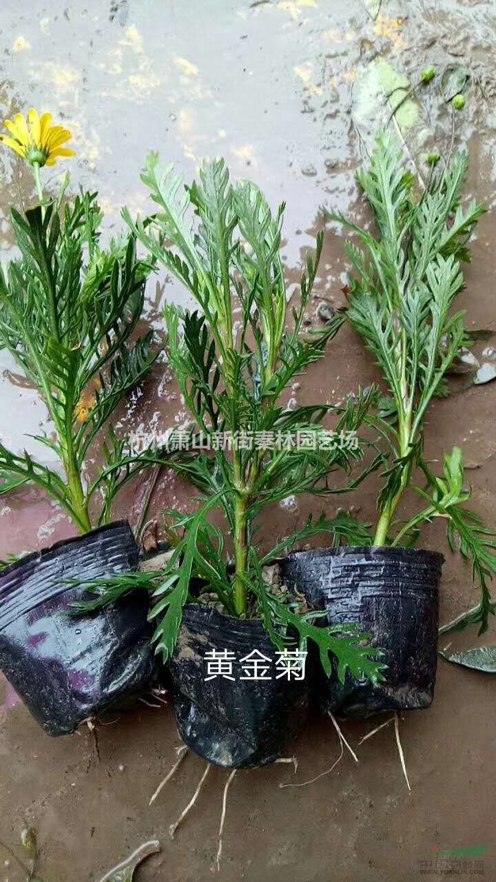 蕭山苗農(nóng)百萬(wàn)小杯黃金菊精品大量出售價(jià)優(yōu)