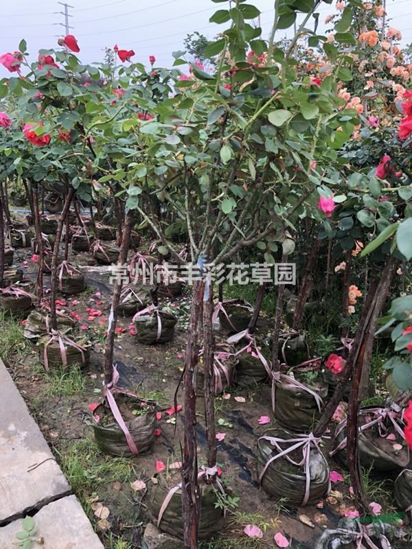 樹狀月季 數(shù)量3000棵