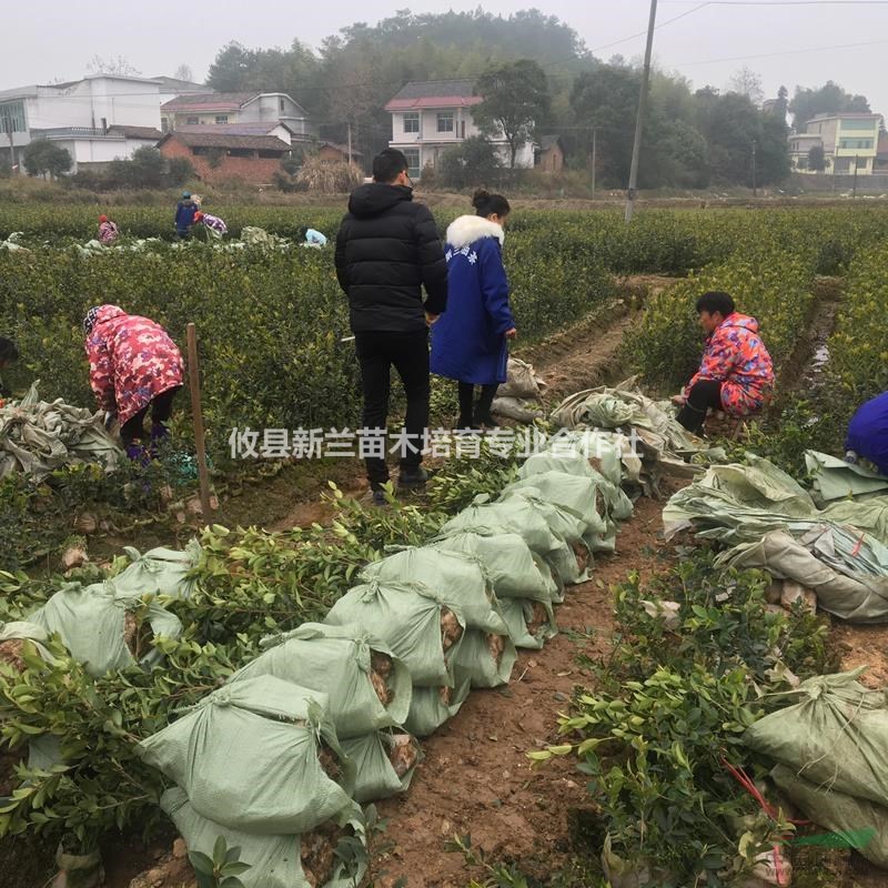 湘林5號(hào)  高產(chǎn)穩(wěn)產(chǎn)國(guó)審良種油茶苗 嫁接油茶苗 廠家批發(fā)直銷(xiāo)