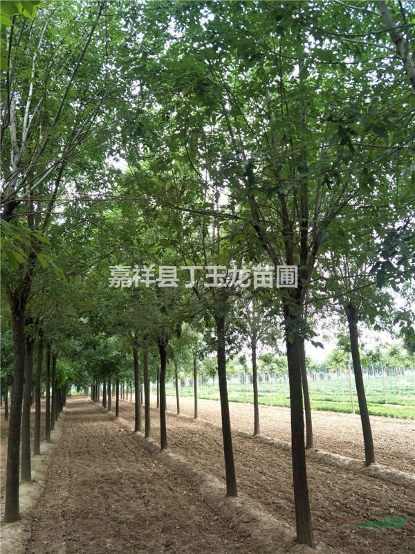 胸徑15公分國槐樹價格低_現(xiàn)場指樹_隨選隨挖