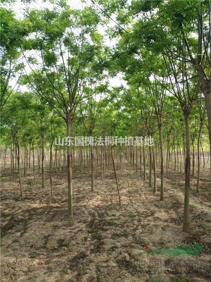 鄆城出售最新品種垂柳樹(shù)報(bào)價(jià)
