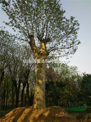 鄆城出售最新品種垂柳樹(shù)報(bào)價(jià)
