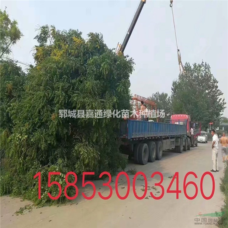山東菏澤專業(yè)種植苗木基地  7-20公分欒樹全新報(bào)價