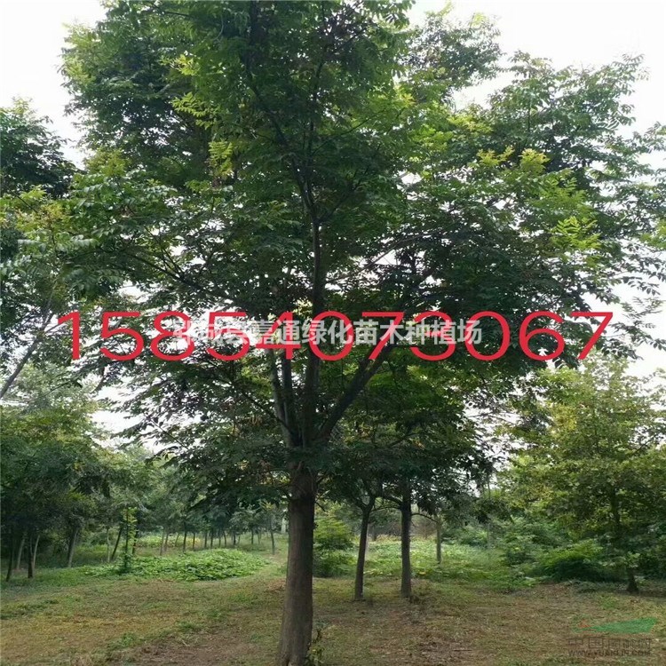 山東菏澤專業(yè)種植苗木基地  7-20公分欒樹全新報(bào)價