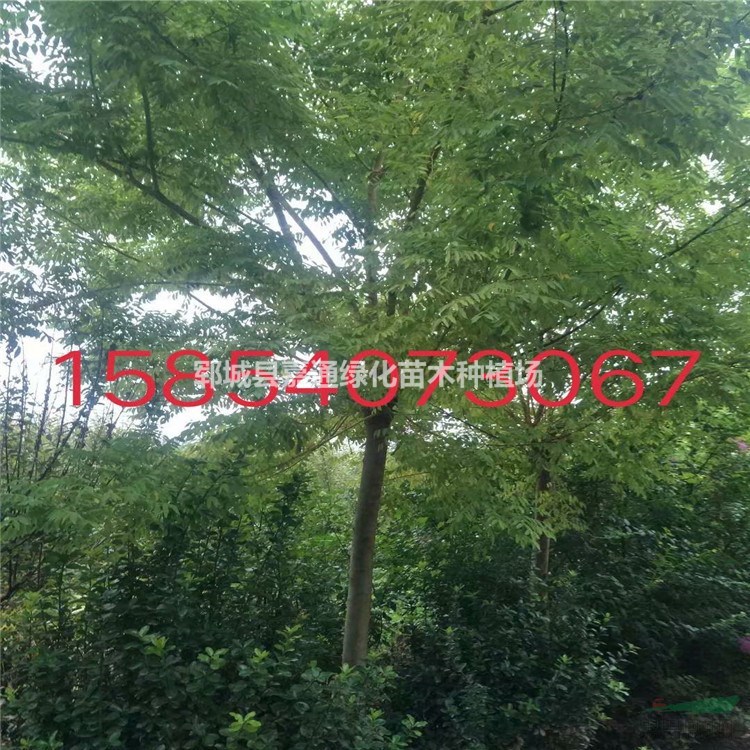 黃金槐圖片  黃金槐用途介紹  黃金槐報(bào)價(jià)