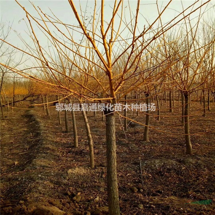 黃金槐圖片  黃金槐用途介紹  黃金槐報(bào)價(jià)