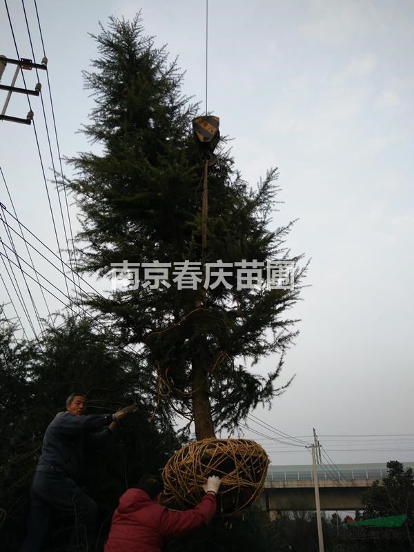 4米5米6米7米高度南京雪松樹苗價格多少錢一棵