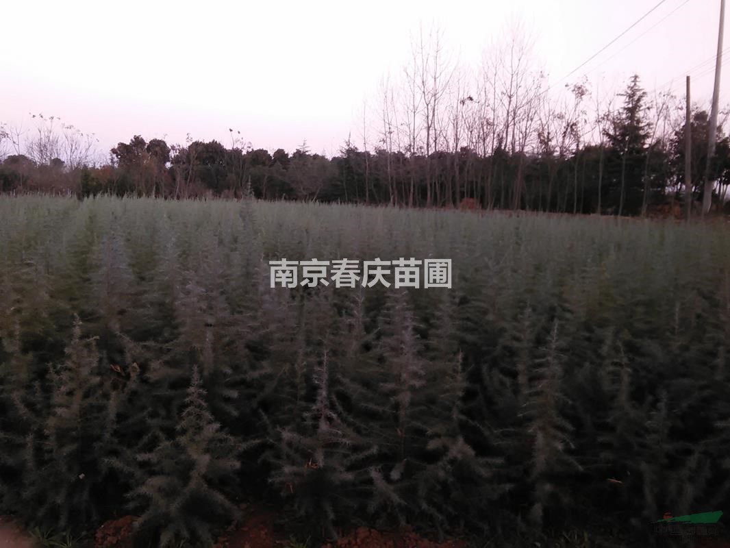 4米5米6米7米高度南京雪松樹苗價格多少錢一棵