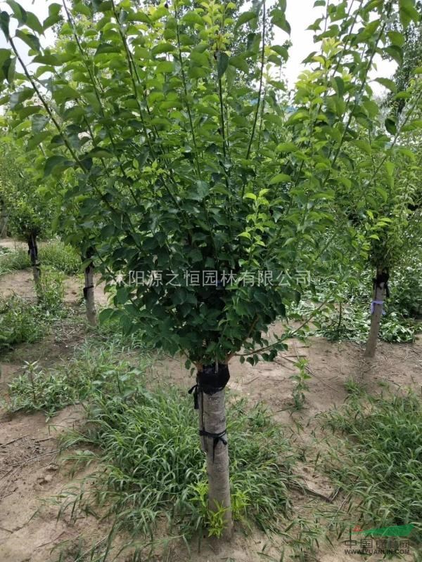 2一15公分榆葉梅美人梅紅梅