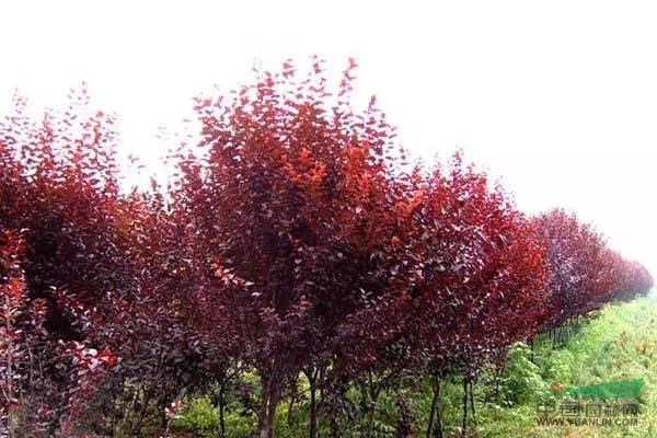 提供各种规格紫叶李树和红叶李树