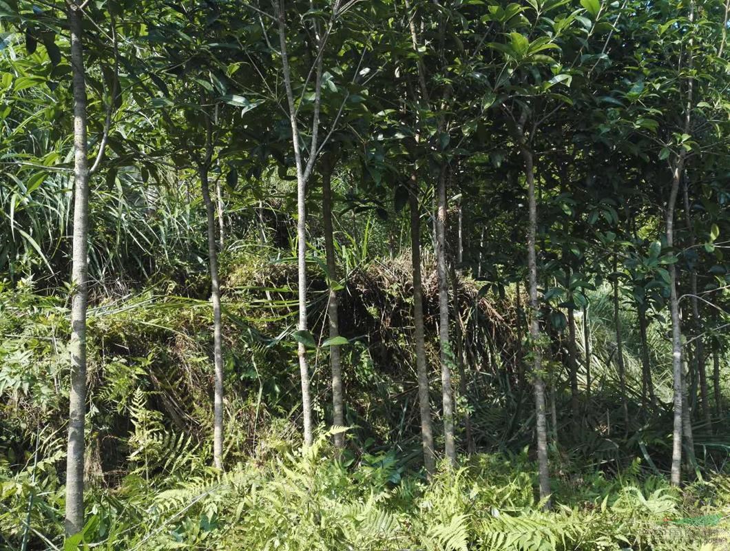 桂林地區供應3一5公分桂花樹(shù)