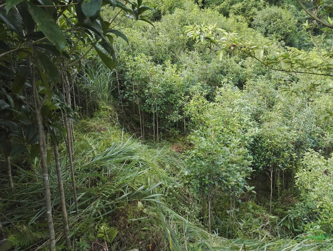 桂林地區供應3一5公分桂花樹(shù)
