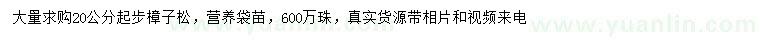 求購20公分起步樟子松