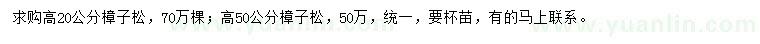 求購高20、50公分樟子松