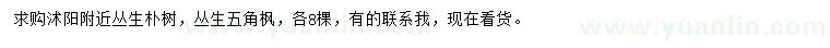 求購叢生樸樹、叢生五角楓