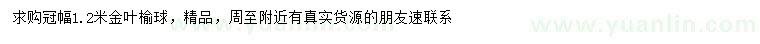 求購冠幅1.2米金葉榆球